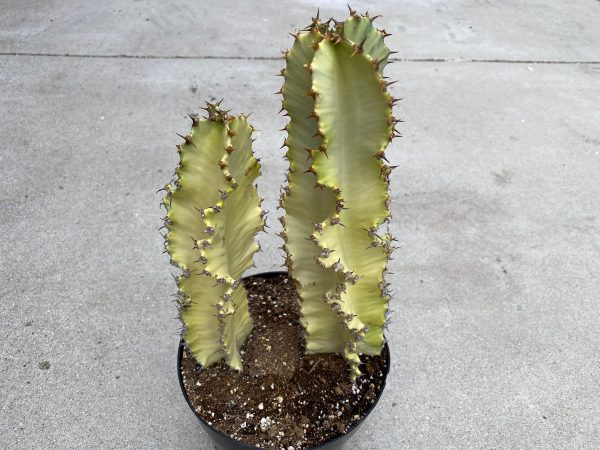 Cactus Plant American Golden Candelabra Tree. A beautiful specimen for Southwest themed gardens., Plantly