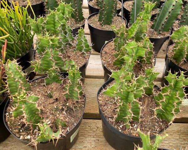 Cactus Plant Chocolate Drop Candelabra Tree. A beautiful specimen for Southwest themed gardens., Plantly