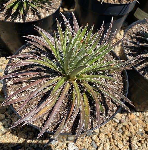 Mature Agave Parviflora orSmallflower Century Agave. An extremely rare and limited Agave.