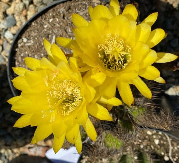 Mature Torch Cactus | Beautiful coloring and even ribs make up this fast growing cactus, Plantly