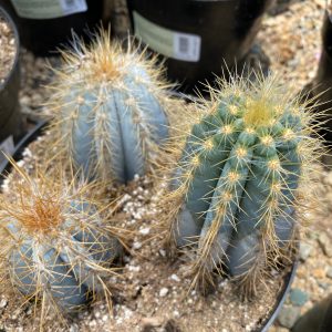 Can You Eat Cactus? Types of Edible Cacti Species, Plantly