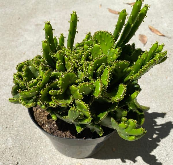 Mature Cactus Plant Crested Cat Tails Euphorbia. An incredible combination of two species. VERY RARE and LIMITED.
