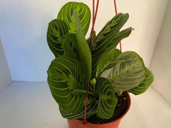 Large Prayer Plant. Beautifully colored and marked leaves make this rare plant a perfect houseplant., Plantly