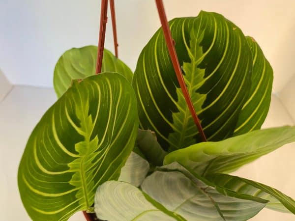 Large Prayer Plant. Beautifully colored and marked leaves make this rare plant a perfect houseplant., Plantly