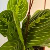 Large Prayer Plant. Beautifully colored and marked leaves make this rare plant a perfect houseplant.