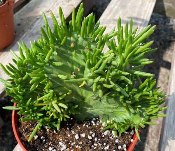 Mature Cactus Plant Eve&#8217;s Needle Crest. Crested form with undulating green fans. Green and yellow &#8220;soft&#8221; needles., Plantly