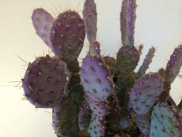 Cactus Plant Mature Baby Rita Opuntia with purple coloring., Plantly