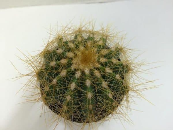 Cactus Plant. Small Balloon Cactus.  A spherical golden spined cactus!, Plantly