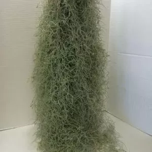Air Plant Mature Live Spanish Moss. A silvery-gray plant that is so unique.