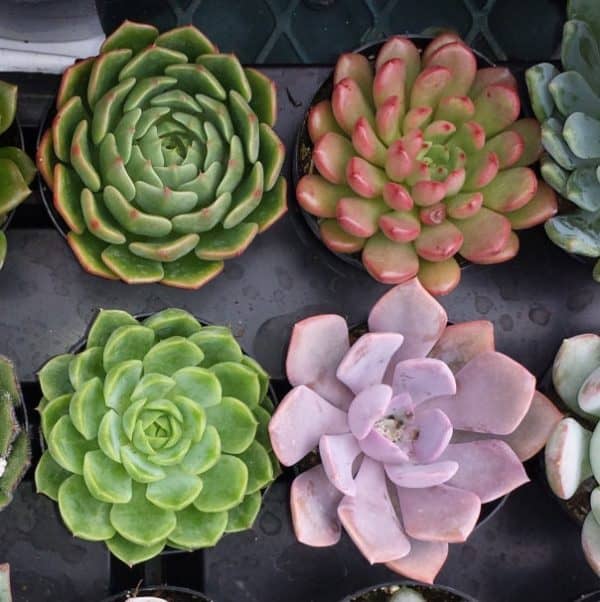 Four Small Succulent Plants in Pots.  You Choose 4 Small Plants shipped in pots, Plantly