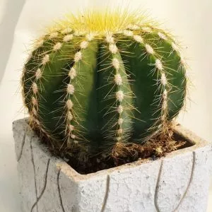 Small Balloon Cactus