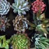 Eight Small Succulent Plants - You Choose 8