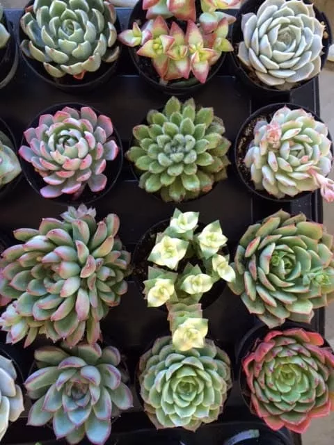 Eight Small Succulent Plants – You Choose 8