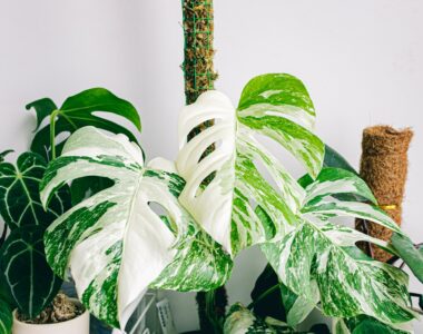variegated monstera deliciosa in a moss pole