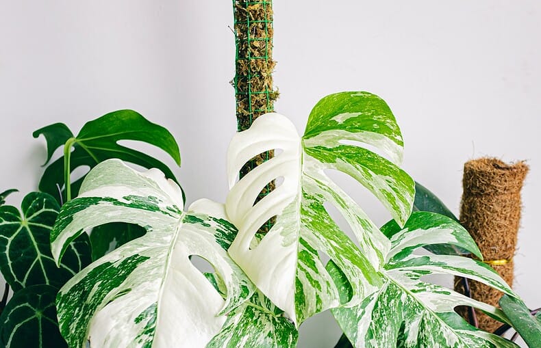 variegated monstera deliciosa in a moss pole