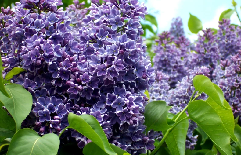 Wedgwood blue lilac