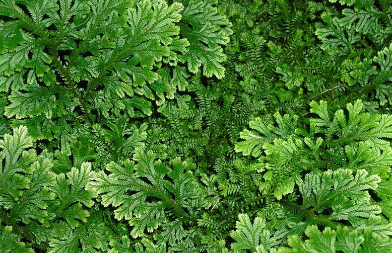 Selaginella plant foliage