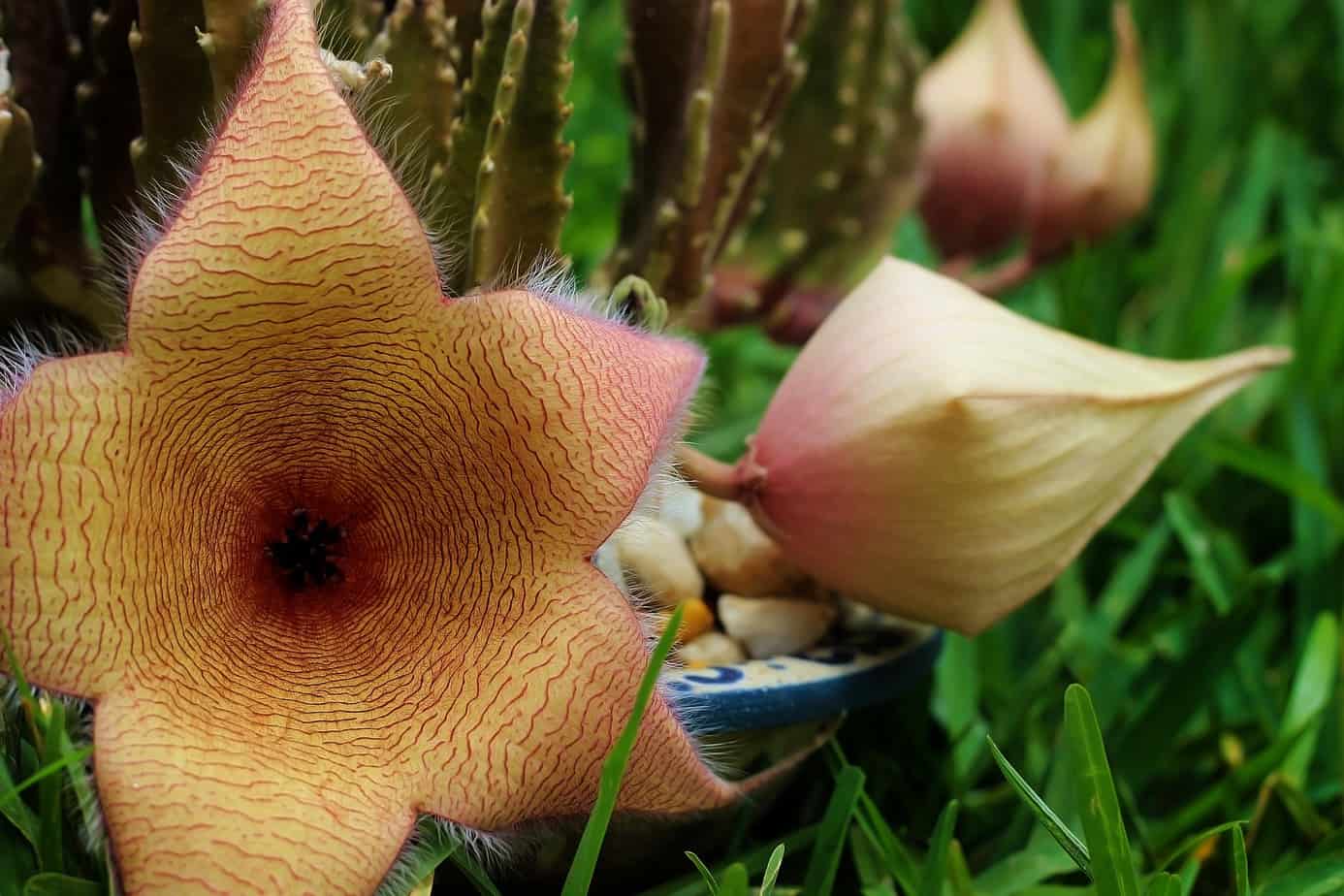 Stapelia Plant Care Plantly