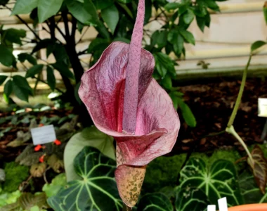 Voodoo Lily Plant
