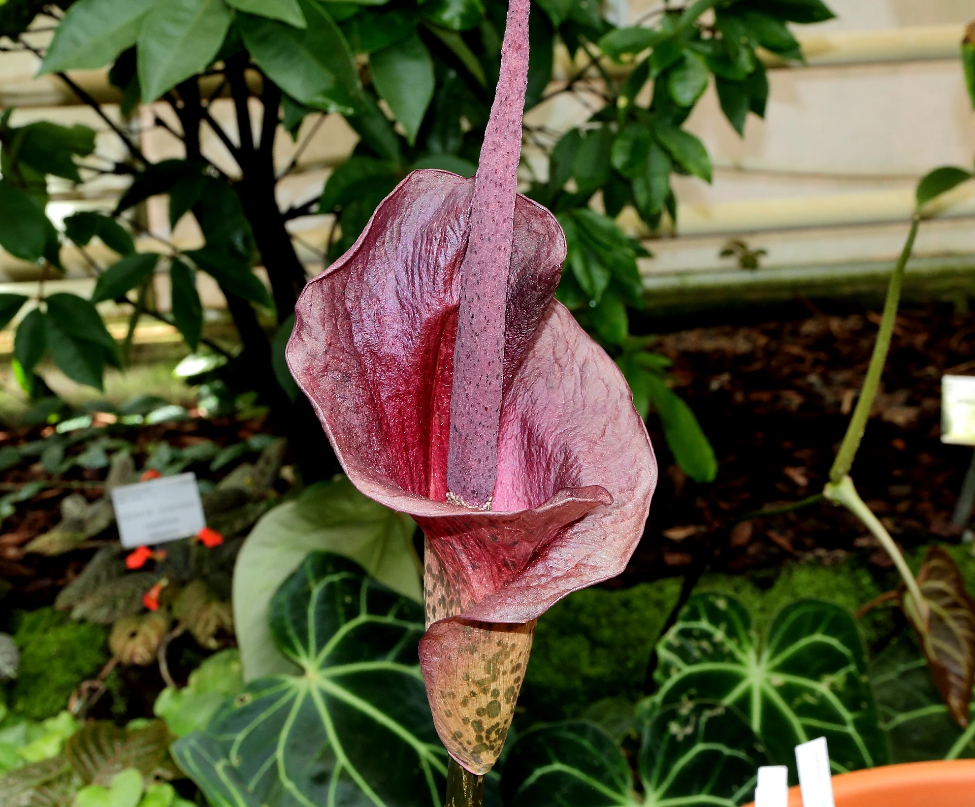 Complete Care For Voodoo Lily Plant Plantly