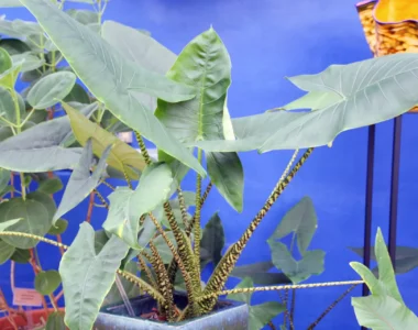 alocasia zebrina