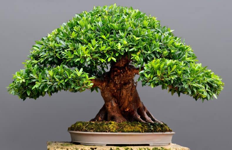 ficus bonsai