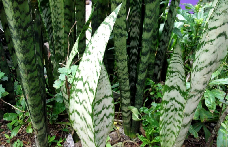 Sansevieria Zeylanica Plant