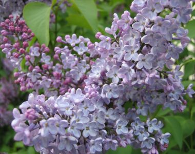 lilac plant