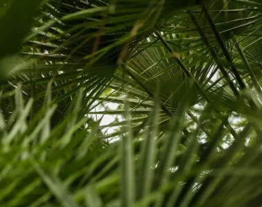 Majesty Palm plant