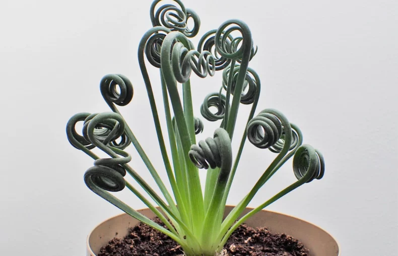 Albuca Spiralis plant