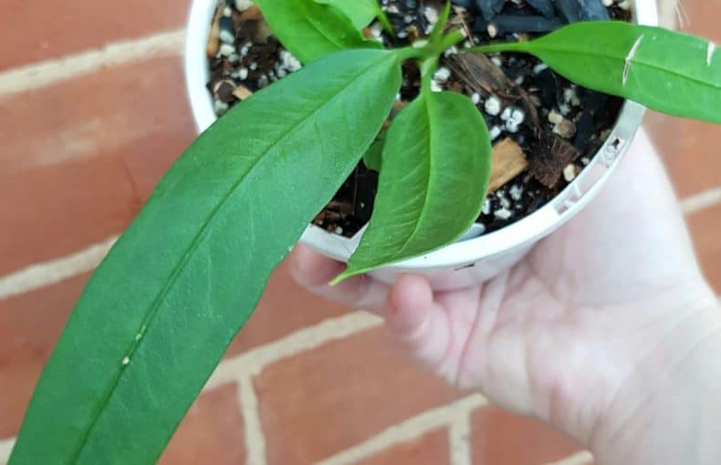 Anthurium vittarifolium