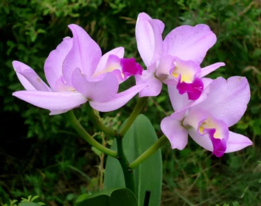 cattleya orchid with purple blooms