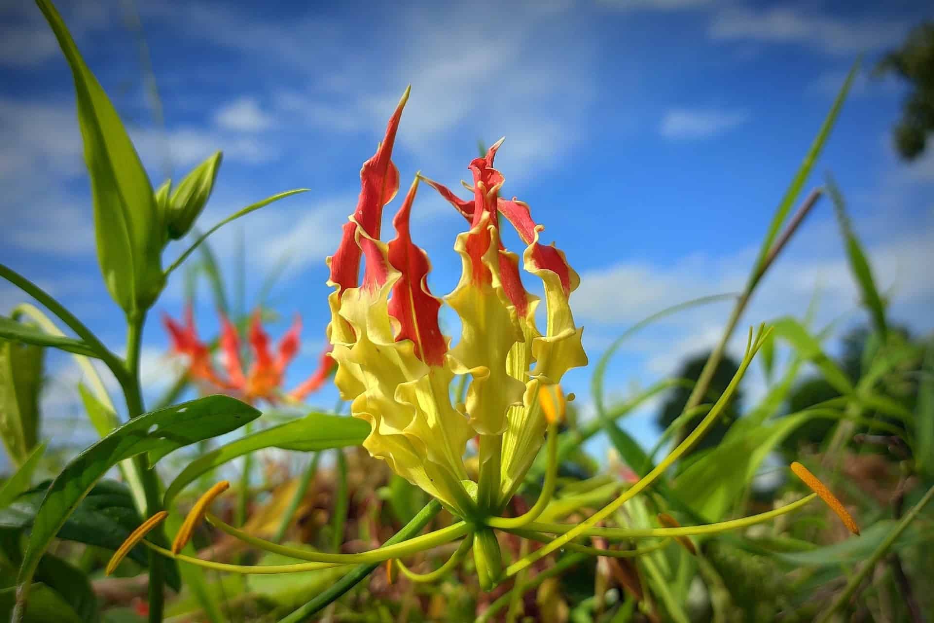 Unleash the Brilliance of the Fire Lily Your Complete Care Guide ☺️