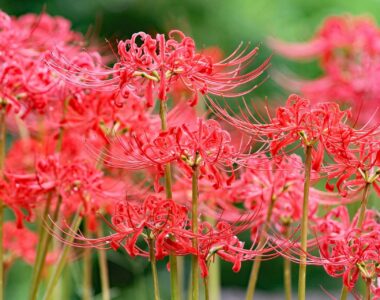 red flowering spider lily plant