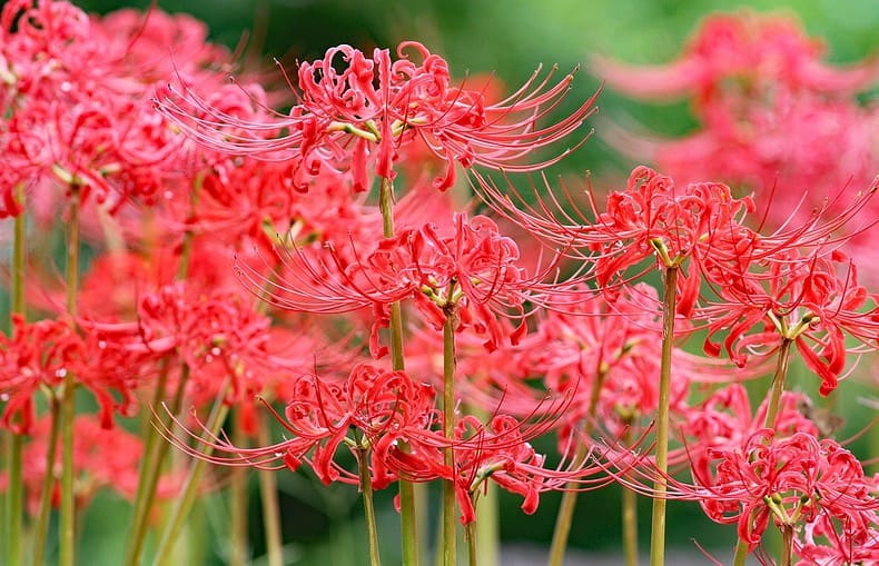 red flowering spider lily plant