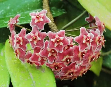 flowering hoya pubicalyx plant