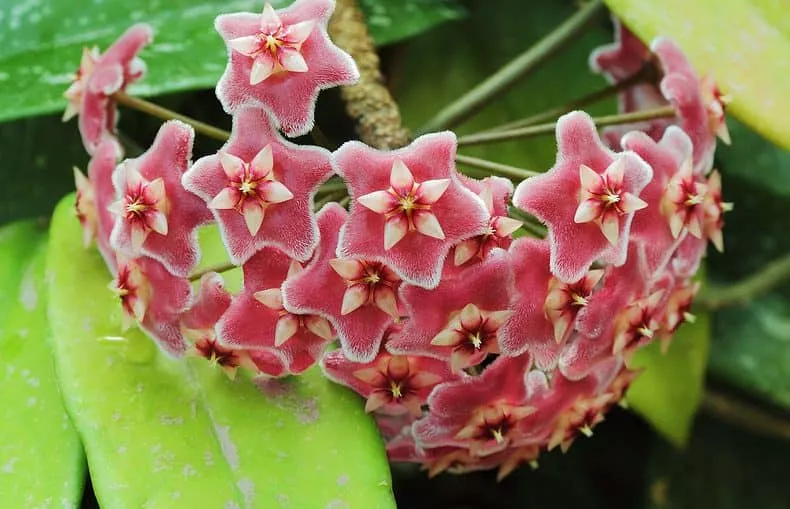 flowering hoya pubicalyx plant