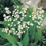 5 Lily of the Valley Bareroot
