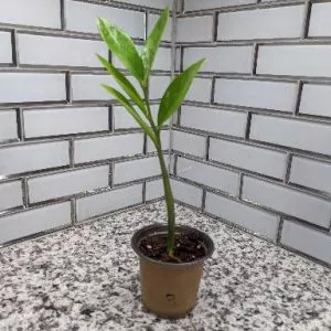 Zamioculcas ZZ plant - 3.5 inch pot