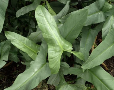 philodendron silver sword