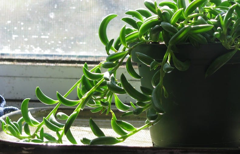 potted string of bananas succulent plant near a sunndy window