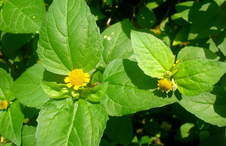 toothache plant