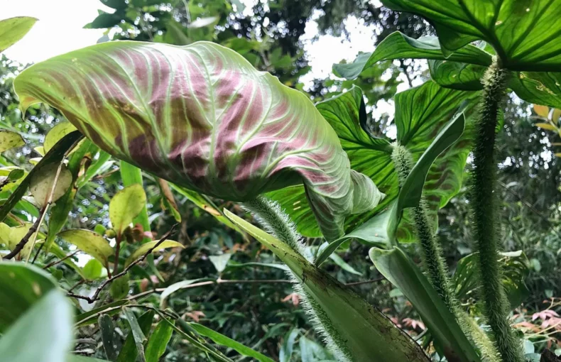 Philodendron Verrucosum