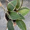 Hoya Macrophylla 4.5” hanging basket