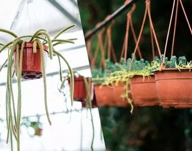hanging succulent