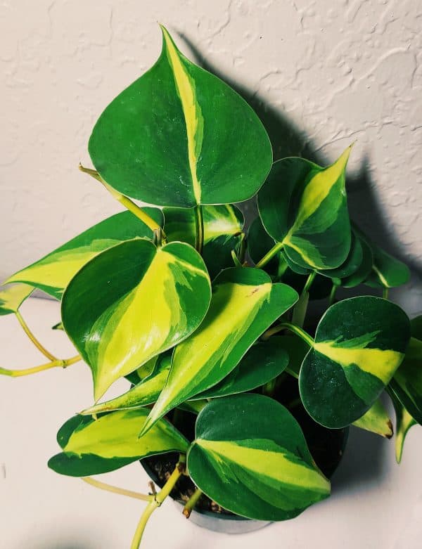 Philodendron Brasil, Plantly