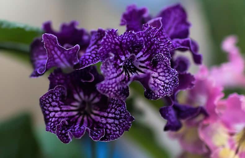 flowering streptocarpus cape primrose plant