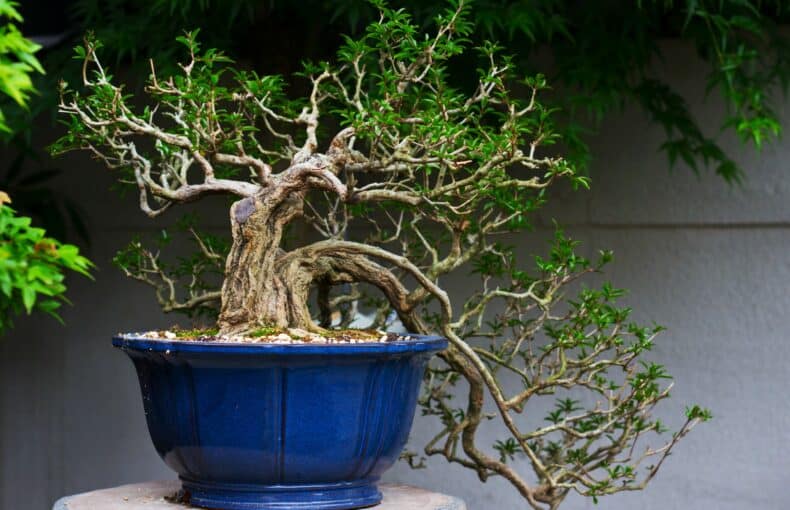 bonsai tree in a blue ceramic pot