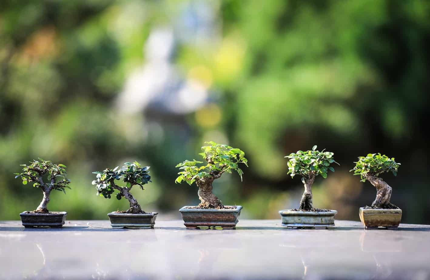 Types of Bonsai Trees You Need to Know Plantly