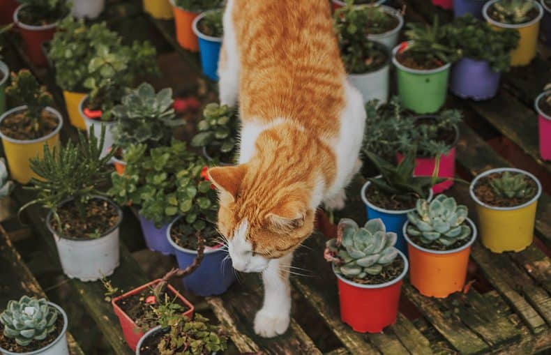succulents and a cat